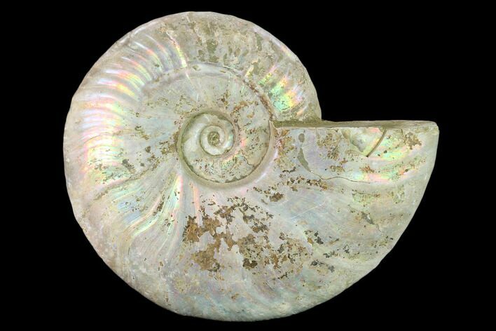 Silver Iridescent Ammonite (Cleoniceras) Fossil - Madagascar #137399